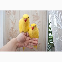Ожереловый попугай самка 6 месяцев