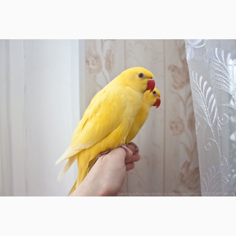 Фото 10. Ожереловый попугай самка 6 месяцев