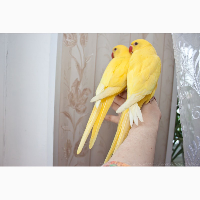 Фото 11. Ожереловый попугай самка 6 месяцев