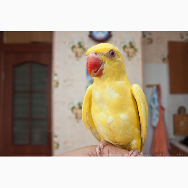 Фото 1/11. Ожереловый попугай самка 6 месяцев