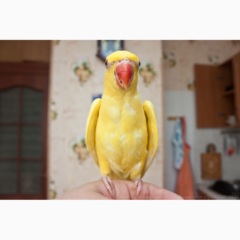 Фото 2. Ожереловый попугай самка 6 месяцев
