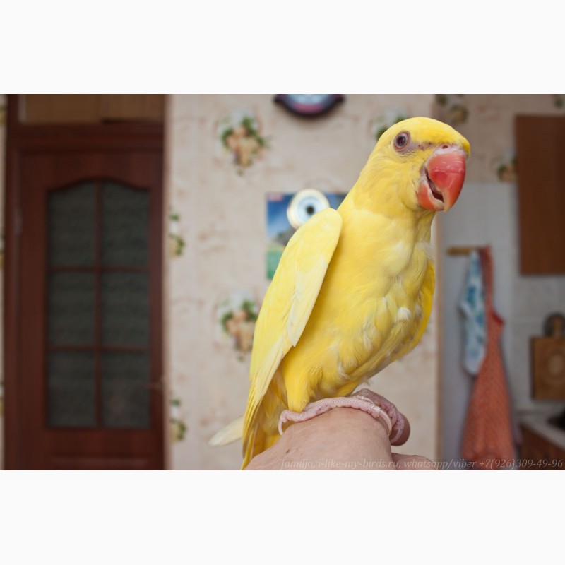 Фото 3. Ожереловый попугай самка 6 месяцев