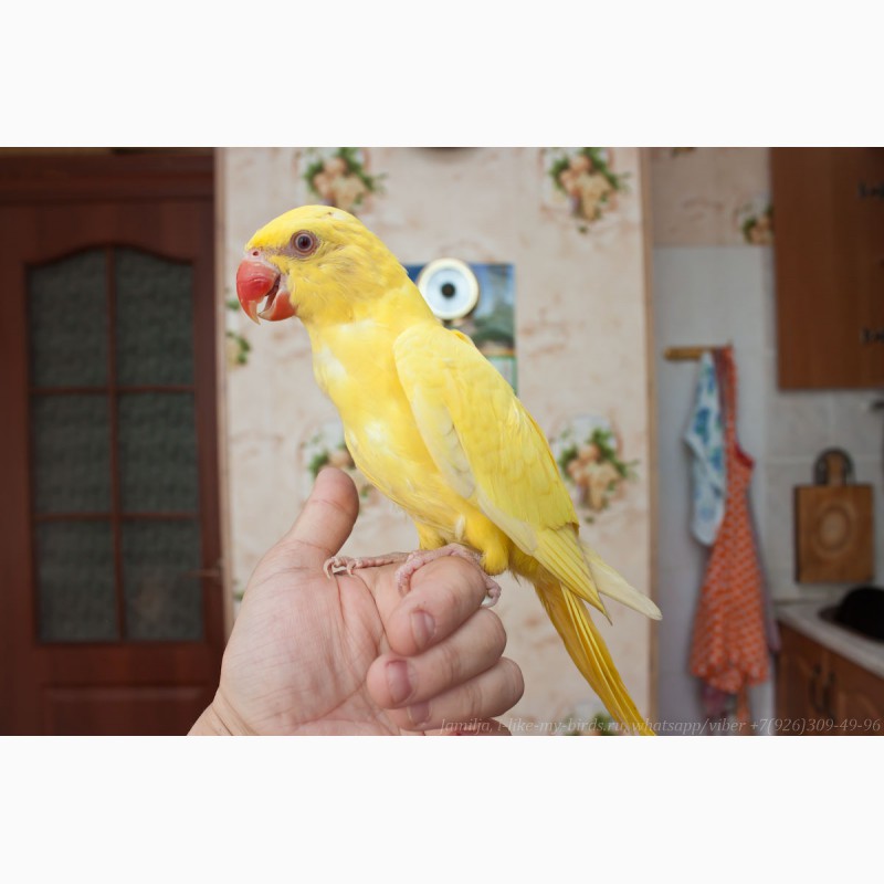 Фото 4. Ожереловый попугай самка 6 месяцев
