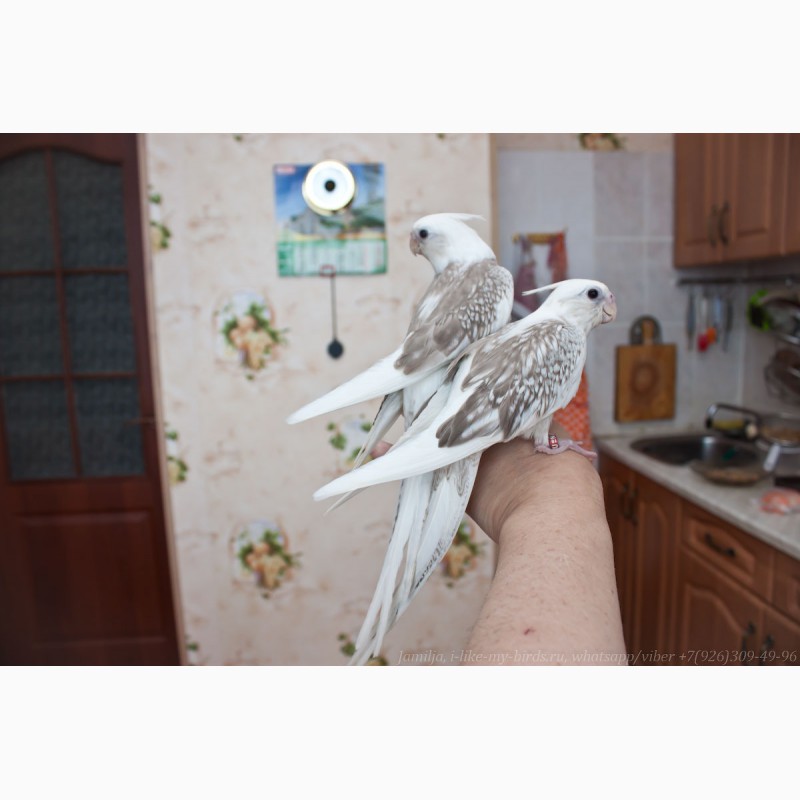 Фото 3/7. Попугай корелла ручные птенцы выкормыши