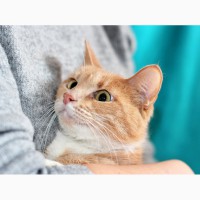 Рыженькая кошка Мамка в дар