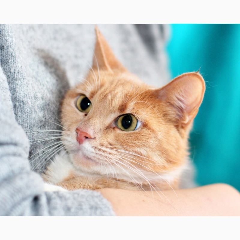 Фото 3. Рыженькая кошка Мамка в дар