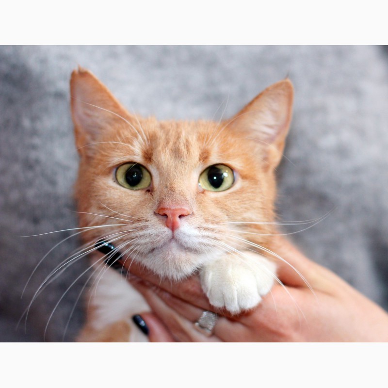 Фото 5. Рыженькая кошка Мамка в дар