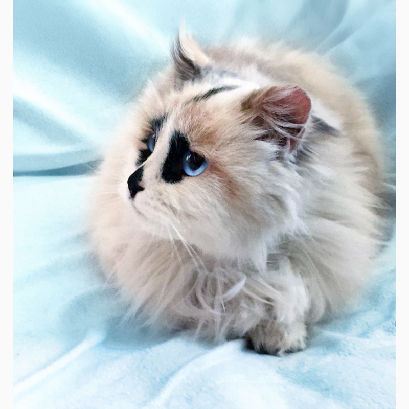 Фото 5. Шарлотта котенок-девочка породы рэгдолл ищет дом