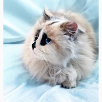 Шарлотта котенок-девочка породы рэгдолл ищет дом