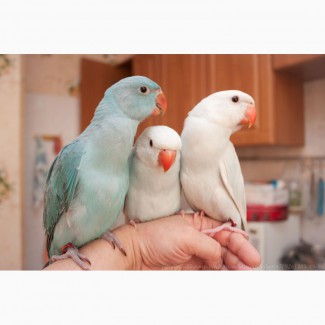 Ожереловый попугай голубой, птенцы выкормыши 2мес
