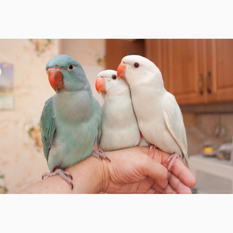 Фото 2. Ожереловый попугай голубой, птенцы выкормыши 2мес