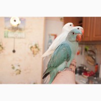 Ожереловый попугай голубой, птенцы выкормыши 2мес