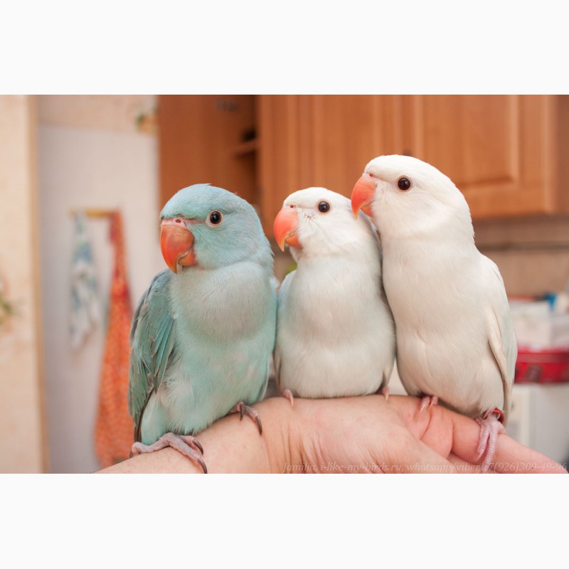 Фото 4. Ожереловый попугай голубой, птенцы выкормыши 2мес