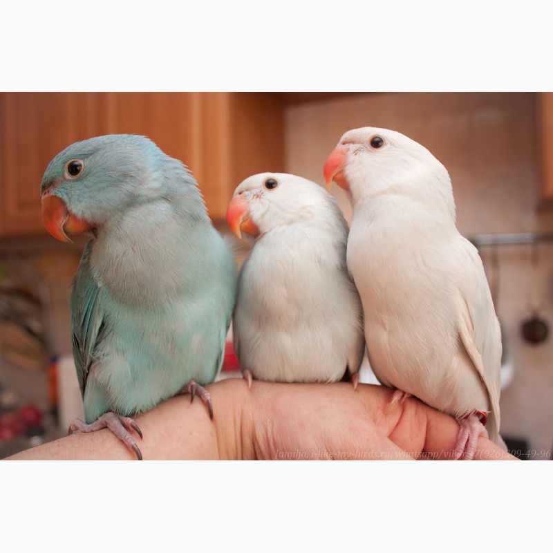 Фото 5. Ожереловый попугай голубой, птенцы выкормыши 2мес