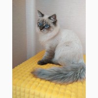 Невские- маскарадные клубные котята