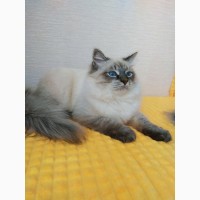 Невские- маскарадные клубные котята