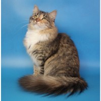 Сибирская кошка Клеопатра ищет новый дом