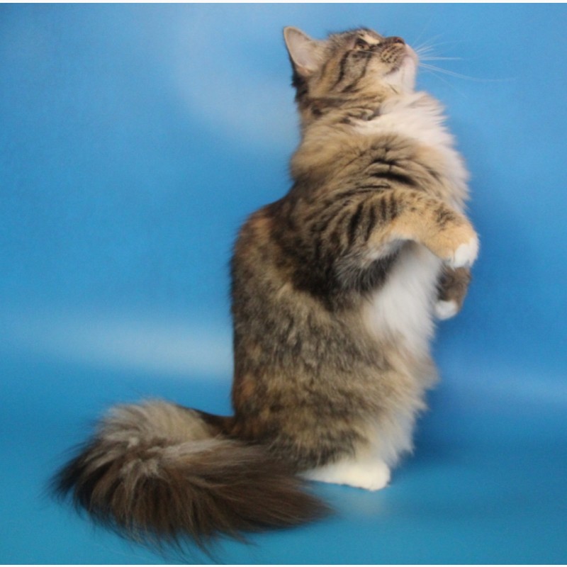 Фото 3. Сибирская кошка Клеопатра ищет новый дом