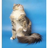 Сибирская кошка Клеопатра ищет новый дом