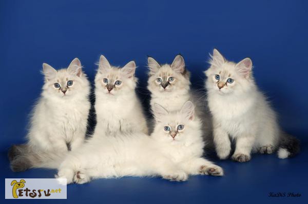 Продаются Невские Маскарадные котята-ангелята!
