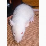 Крысята Дамбо сиамского и гималайского окраса