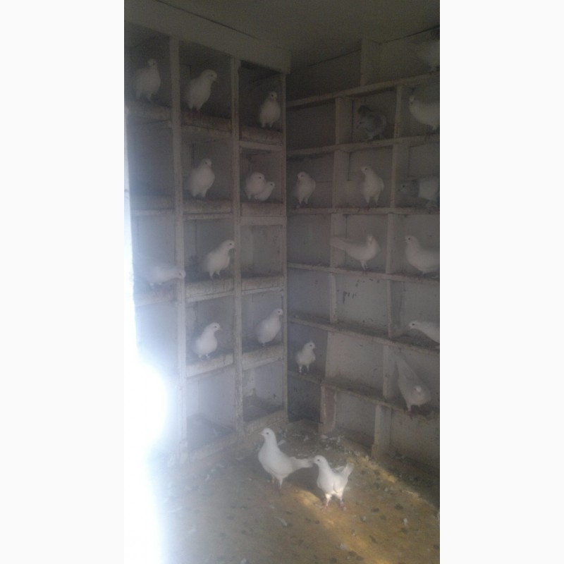 Фото 3. Продам голубей Бакинских безхохлые, голоногие