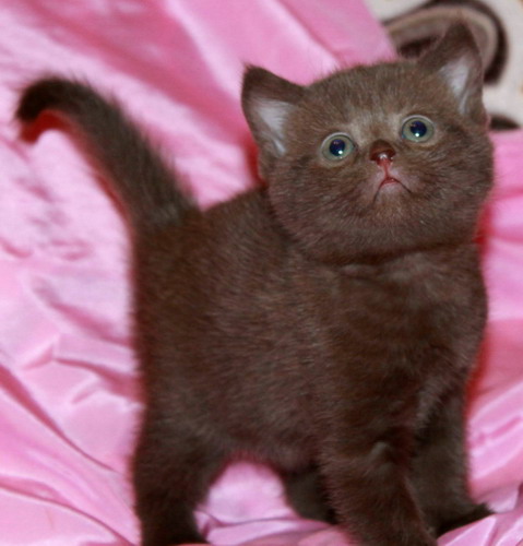 Фото 1/2. Британские шоколадные котята из питомника