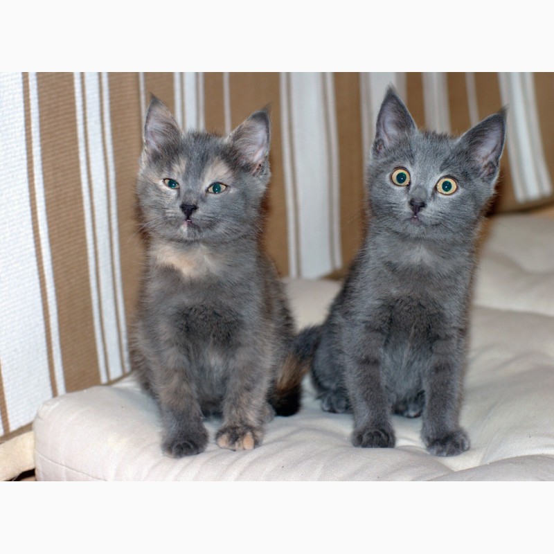 Квартет волшебных серебристых котяток в поисках дома