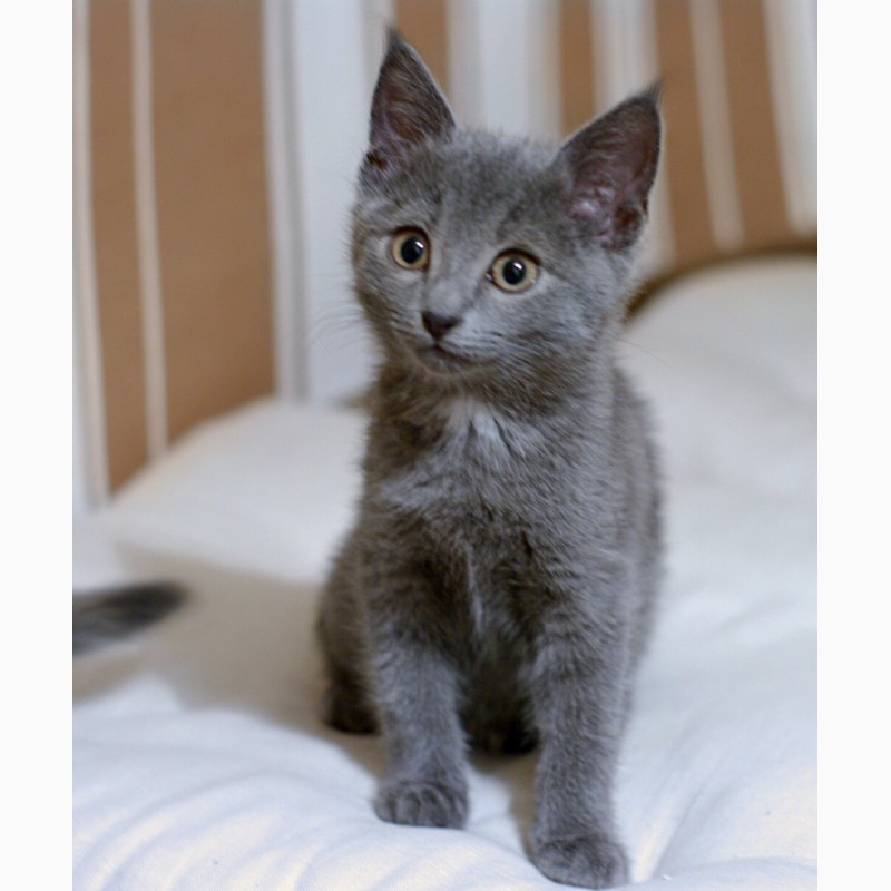 Фото 3. Квартет волшебных серебристых котяток в поисках дома