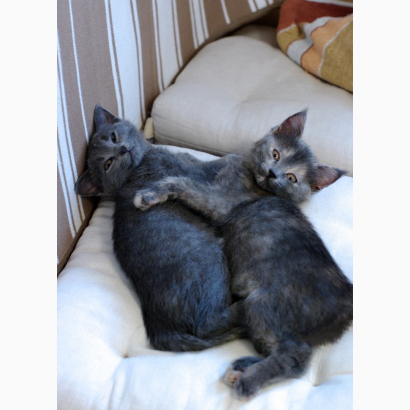 Фото 4. Квартет волшебных серебристых котяток в поисках дома