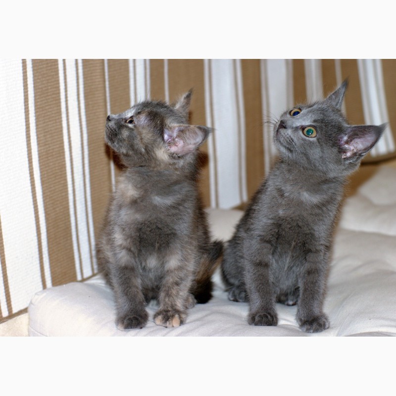 Фото 5. Квартет волшебных серебристых котяток в поисках дома
