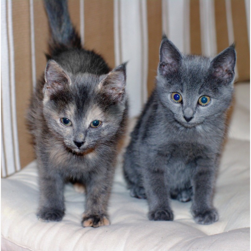 Фото 6. Квартет волшебных серебристых котяток в поисках дома