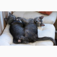Квартет волшебных серебристых котяток в поисках дома
