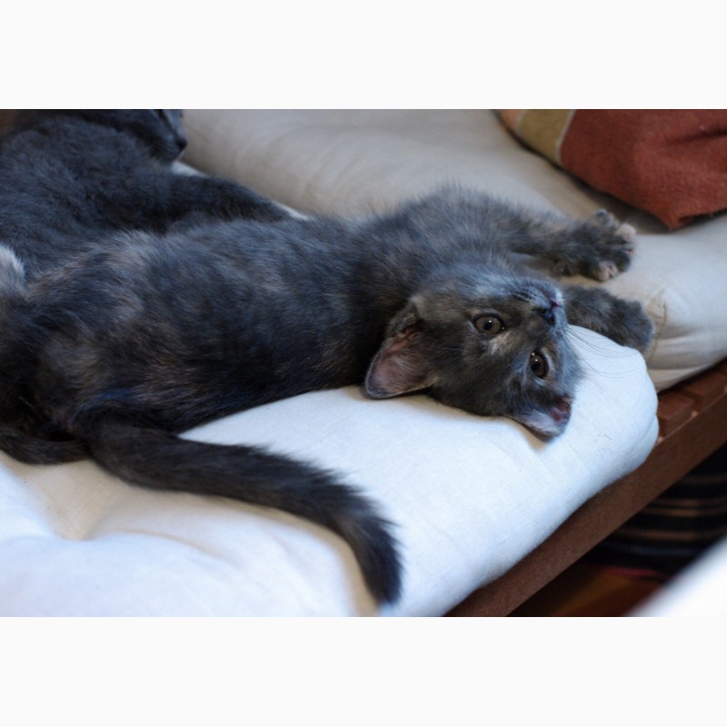 Фото 8. Квартет волшебных серебристых котяток в поисках дома