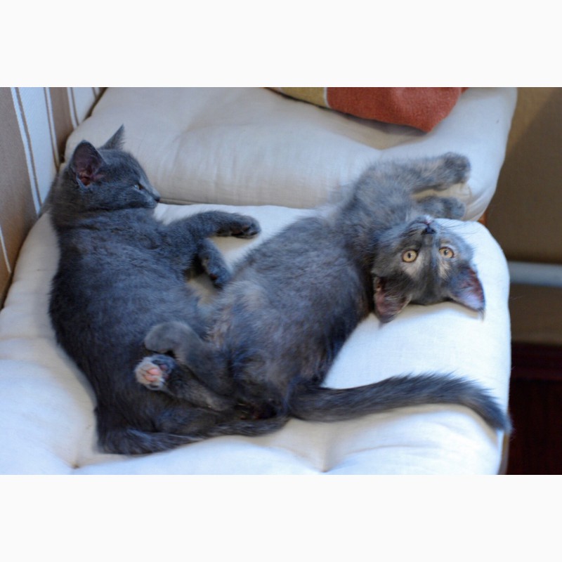 Фото 9. Квартет волшебных серебристых котяток в поисках дома