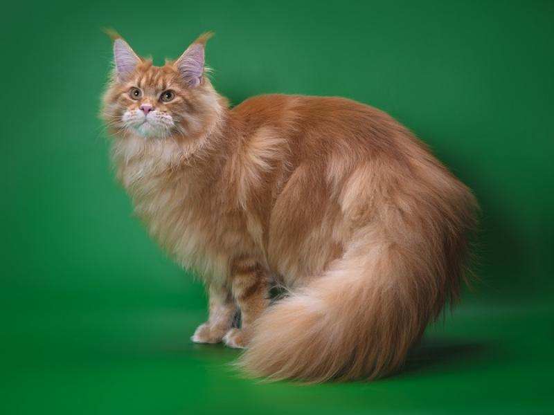 Продам/купить котенок Мейн-кун, рыжий красавец - Иваново — PetsRU