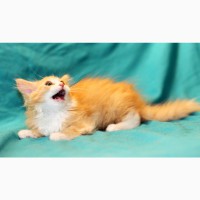 Котенок Пухля – ушастая радость в поисках дома