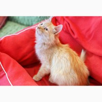 Рыженький котенок Фокс ищет дом