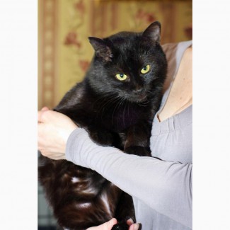 Благородный черный красавец кот Яша в добрые руки