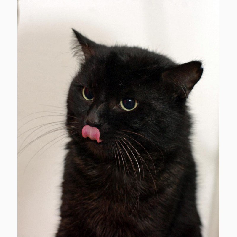 Фото 2. Благородный черный красавец кот Яша в добрые руки