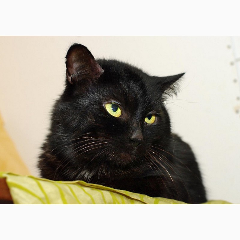 Фото 4. Благородный черный красавец кот Яша в добрые руки