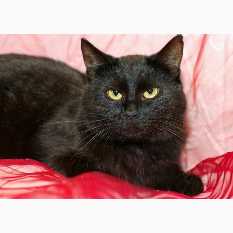 Фото 5. Благородный черный красавец кот Яша в добрые руки