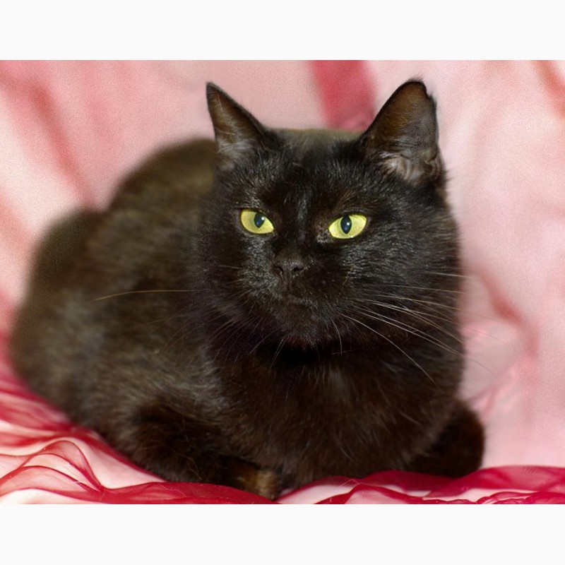 Фото 6. Благородный черный красавец кот Яша в добрые руки