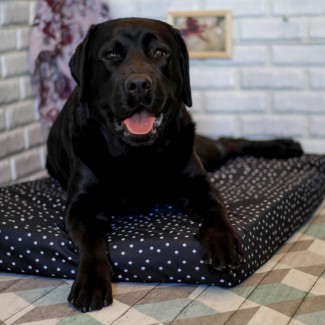 Лежак для собак - Чёрный с белыми точками