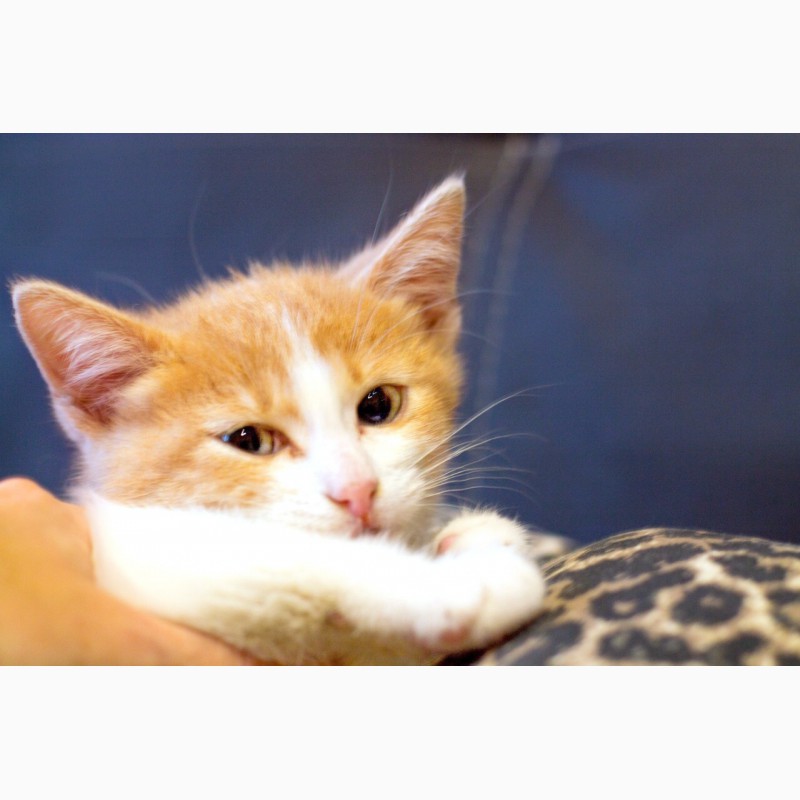 Фото 2. Крошечный богатырь котенок Портос в дар