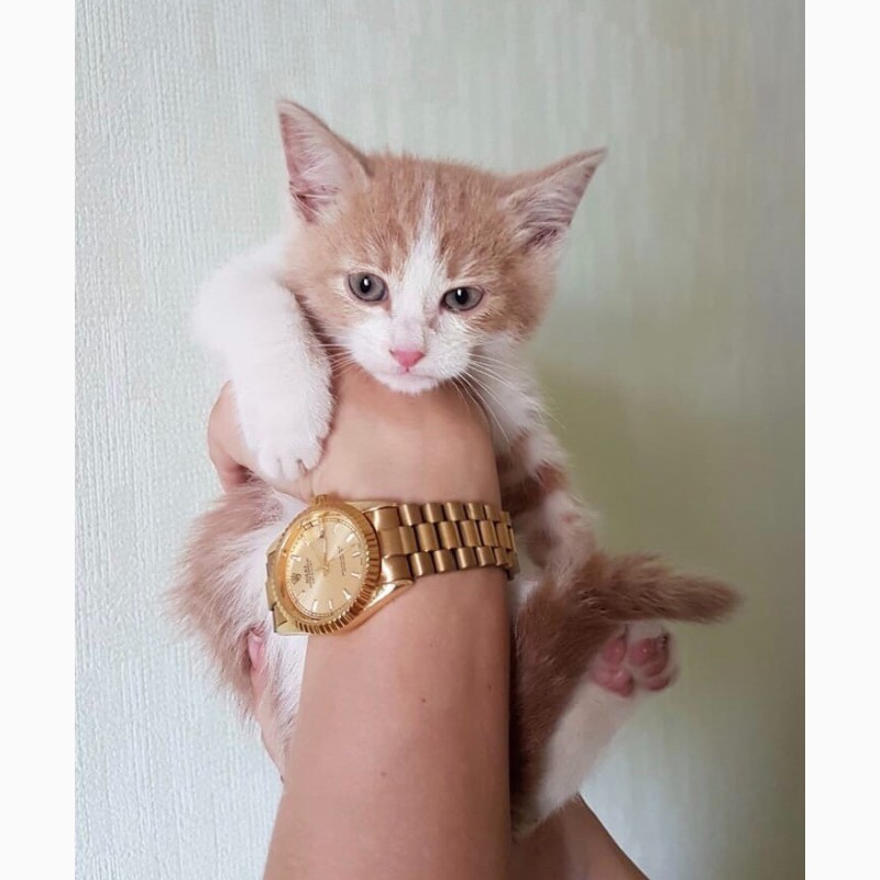 Фото 3. Крошечный богатырь котенок Портос в дар