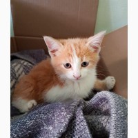 Крошечный богатырь котенок Портос в дар