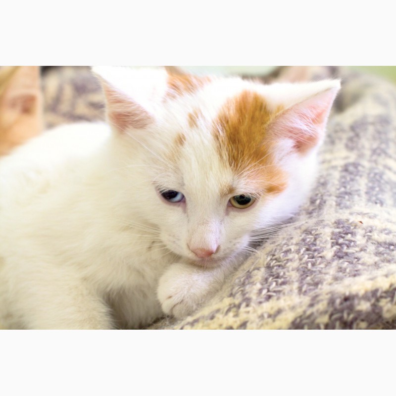 Фото 5. Крошечный богатырь котенок Портос в дар