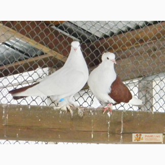 Краснодарские и Бакинские игровые - бойные голуби
