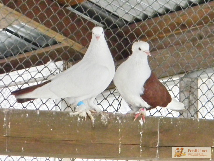 Краснодарские и Бакинские игровые - бойные голуби